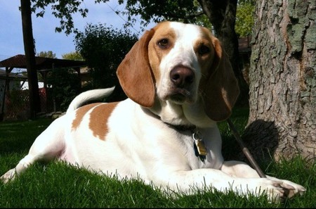 Entry image for Oliver. Clicking this image will show a larger photo