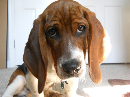 Entry image for Romeo Luigi aka Noodle. Clicking this image will show a larger photo