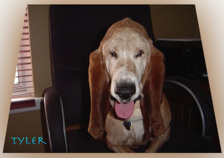 Entry image for Tyler. Clicking this image will show a larger photo