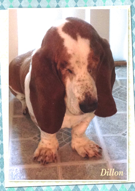 Entry image for Dillon. Clicking this image will show a larger photo