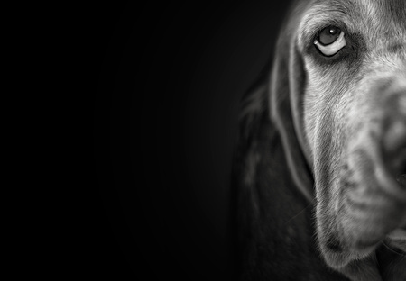Entry image for Ruby. Clicking this image will show a larger photo