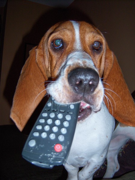 Entry image for Roxie. Clicking this image will show a larger photo