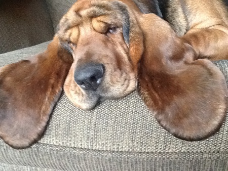 Entry image for Cletus. Clicking this image will show a larger photo