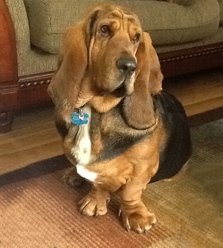 Entry image for Cletus. Clicking this image will show a larger photo