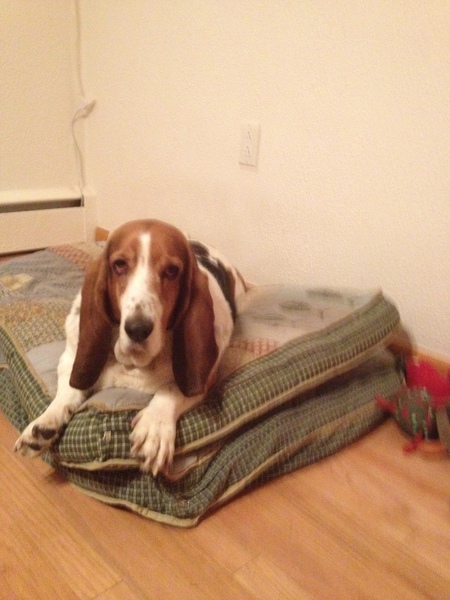 Entry image for Ginger. Clicking this image will show a larger photo