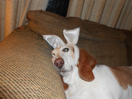 Entry image for Brandy (aka Sandy). Clicking this image will show a larger photo