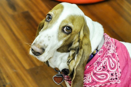 Entry image for Wilma. Clicking this image will show a larger photo
