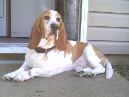 Entry image for Sir Rosco. Clicking this image will show a larger photo