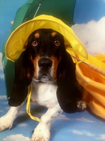 Entry image for Lewis. Clicking this image will show a larger photo