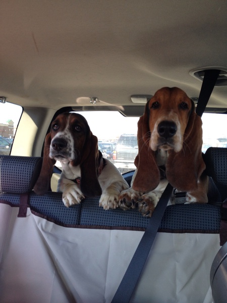 Entry image for Marla Hooch & Tripp. Clicking this image will show a larger photo