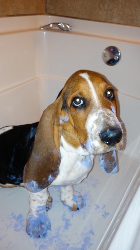Entry image for Finnegan. Clicking this image will show a larger photo