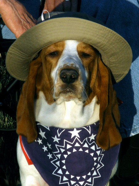 Entry image for Sherman . Clicking this image will show a larger photo