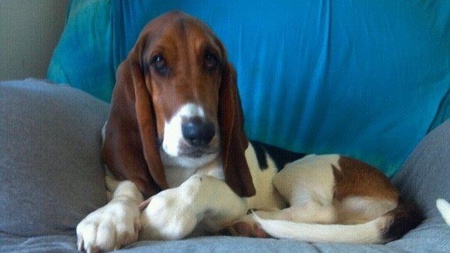 Entry image for K-9. Clicking this image will show a larger photo