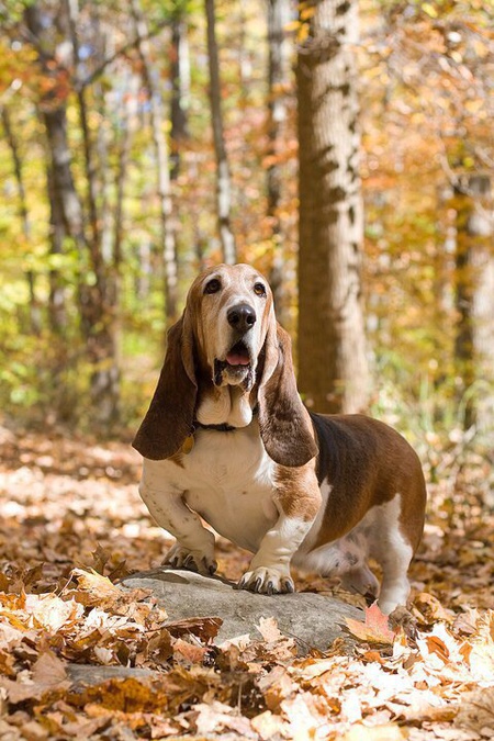 Entry image for Butterbean. Clicking this image will show a larger photo