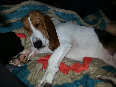 Entry image for Lily. Clicking this image will show a larger photo