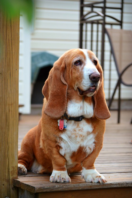 Entry image for Bo. Clicking this image will show a larger photo