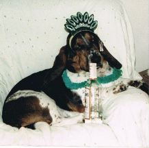 Entry image for Winston. Clicking this image will show a larger photo