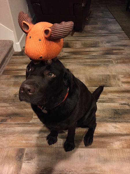 Dozer