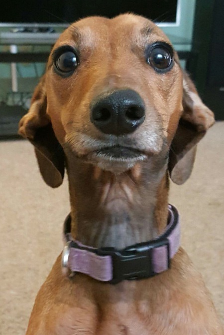 Josie