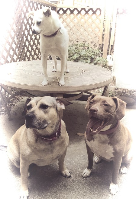 Tundra, Kinta and Meg