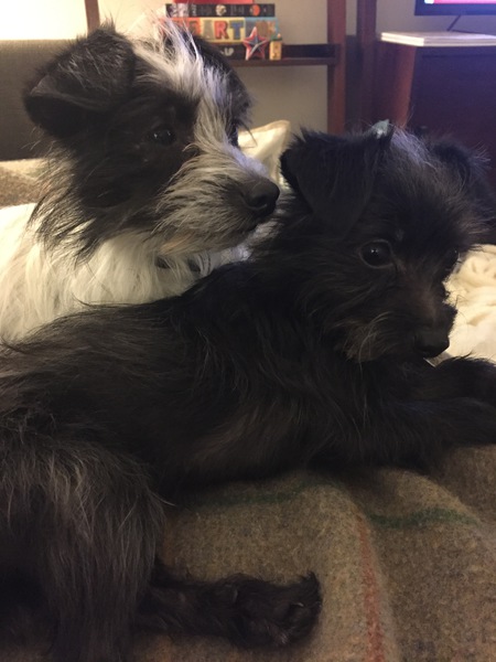 Jojo and Jax