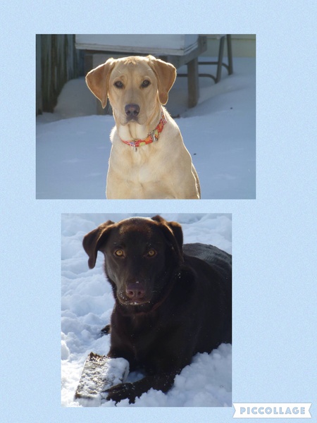 Gracie (chocolate) & Daisy (yellow)