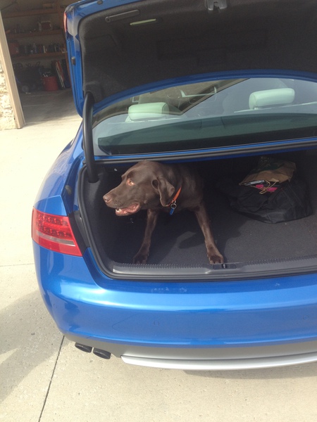 Buddy wants to go for a ride