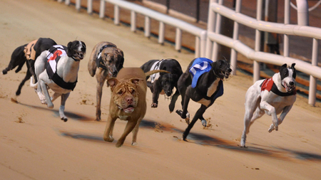 Racing to i-Wag