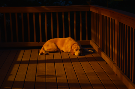 Biscuit