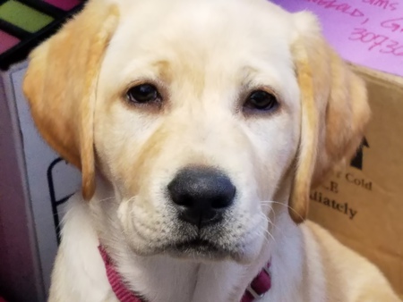 Oaklee