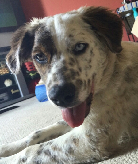 CHUBBS (aka Mayer)