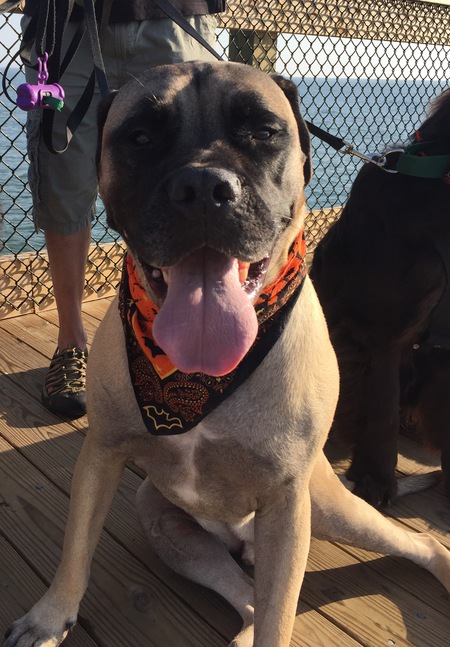 Tito Puente the Pup