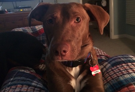 Cadbury 