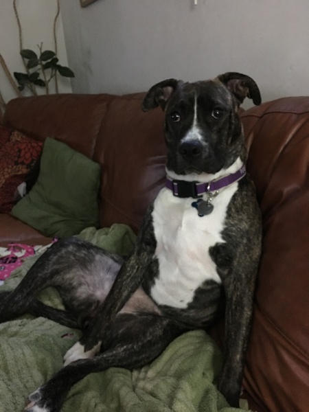Piper 