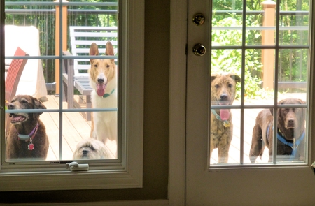 Sweetheart, Oliver, Korbin, Marble and Murphy(left to right)