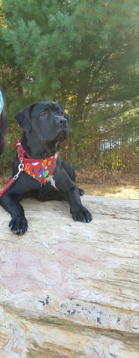 TYSON