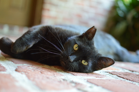 Blackey