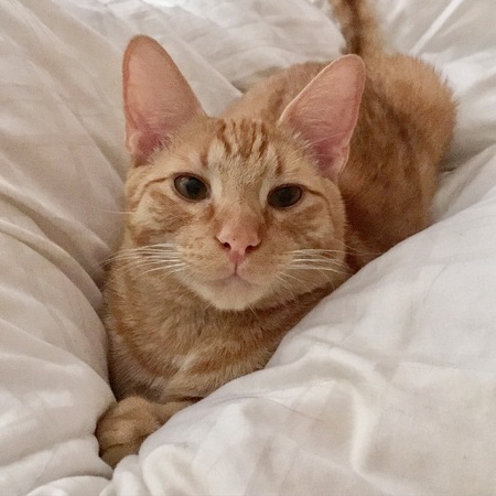 Mogli Peaches
