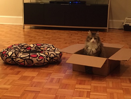 Miss Kitty