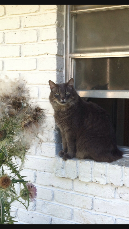 Nigel