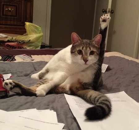 ZENA (formerly known as Nala)