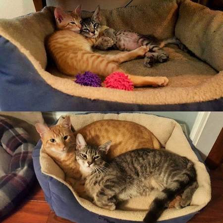 Thor and Loki
