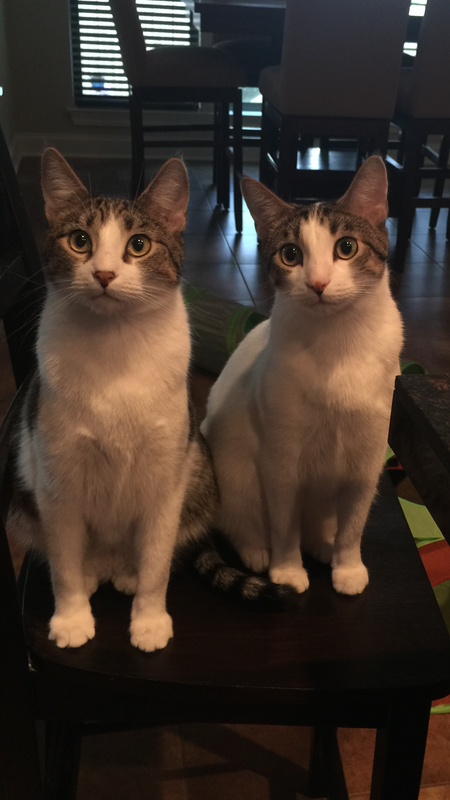 Mardi and Griffin