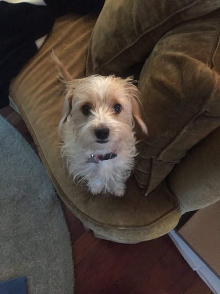 Piper