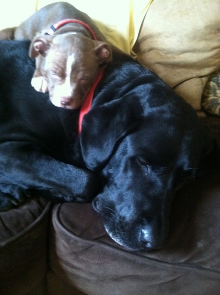Coco and Summit