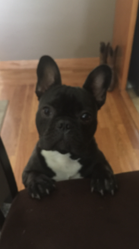 Kodi