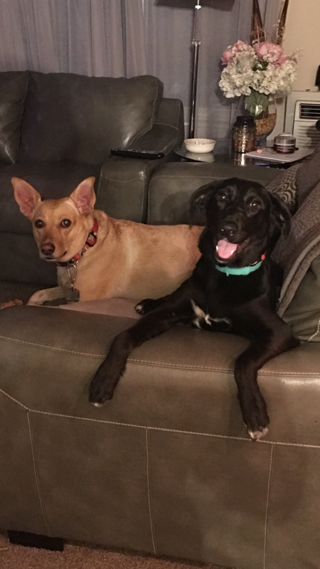 Lulu Belle and Maxi