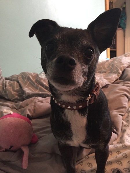 Toby