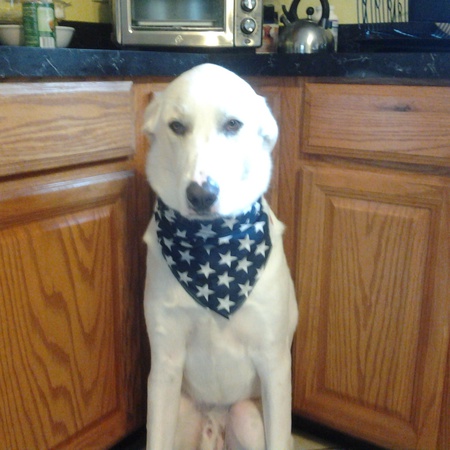 kodiak