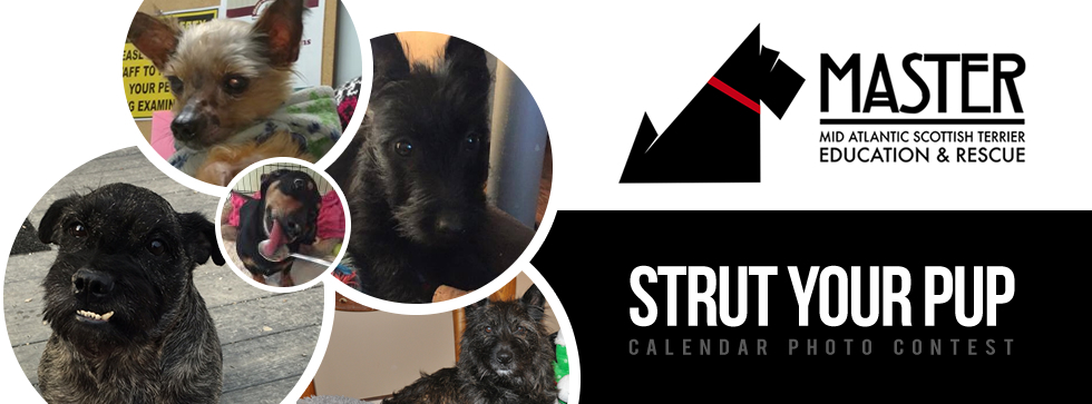 Banner for Strut Your Pup Photo Contest